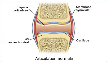 articulations normale